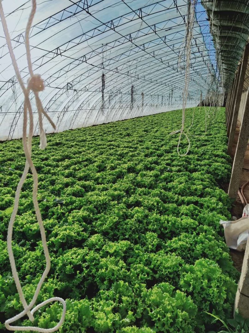 散叶生菜大量上市品质一流