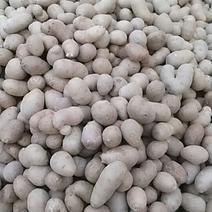 山东农家自种，白玉山药豆，铁棍山药豆，可以种植的，山药豆