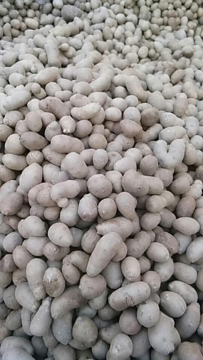 山东农家自种，白玉山药豆，铁棍山药豆，可以种植的，山药豆