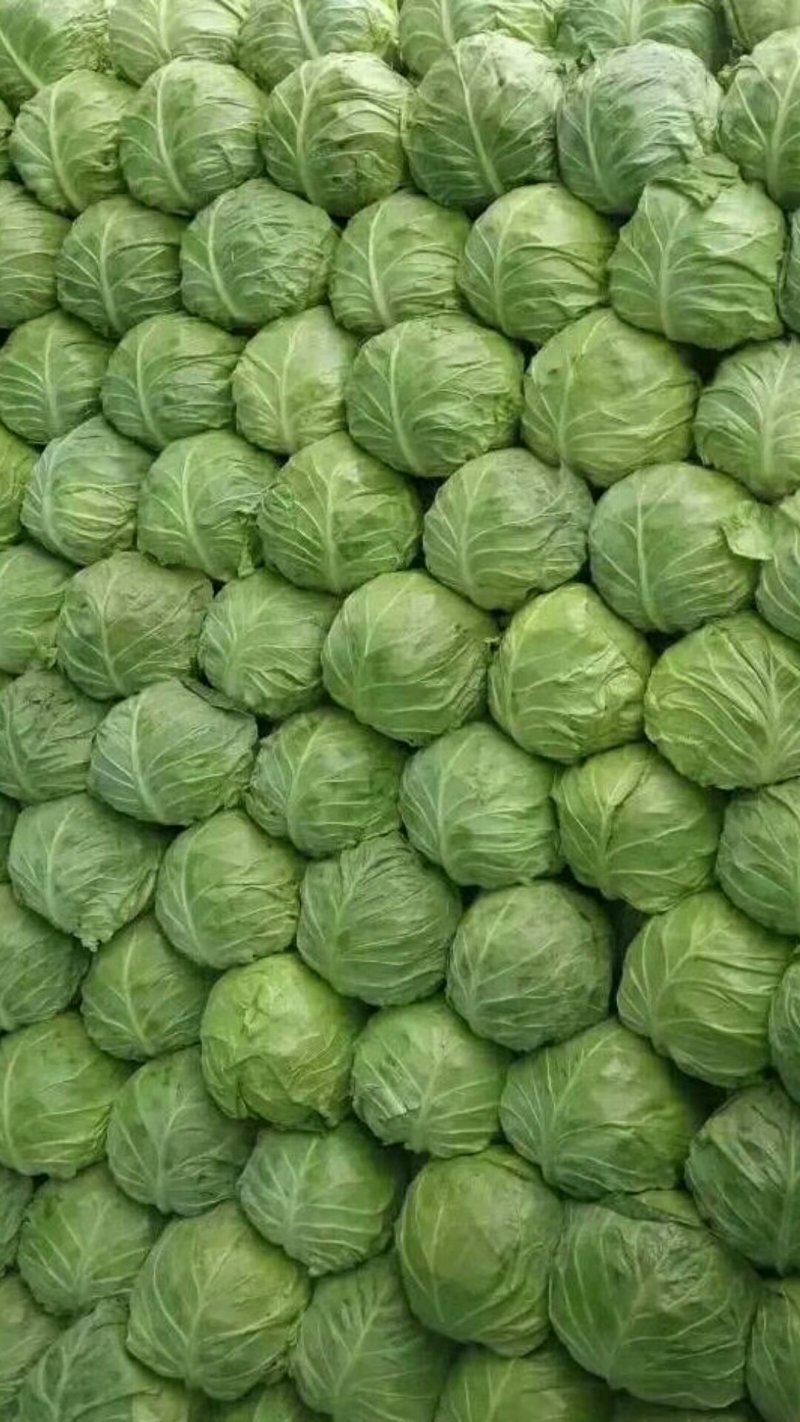 甘蓝圆包菜，全国发货一手货源，品质保证！产地直销