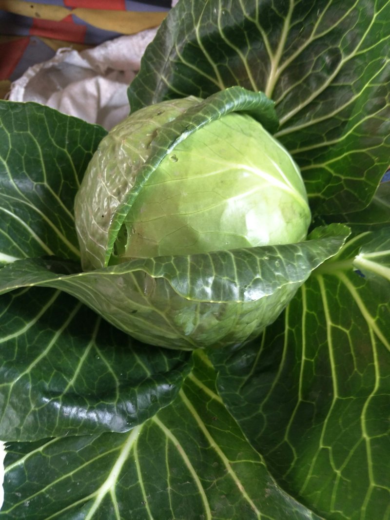 甘蓝圆包菜，全国发货一手货源，品质保证！产地直销