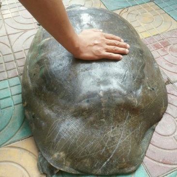 甲鱼