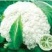 菜花