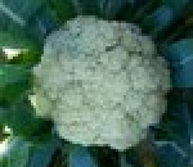 菜花
