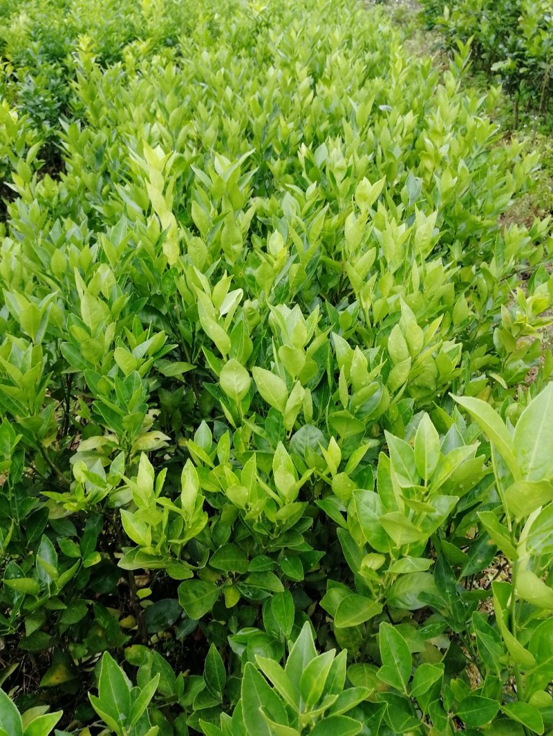 德庆贡柑苗皇帝柑苗嫁接高产