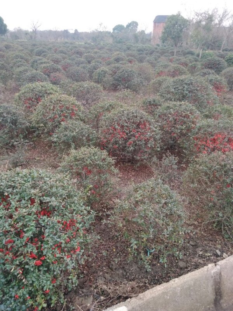 火棘球，观花观果观叶绿化用苗。