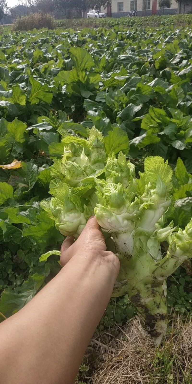 芥菜