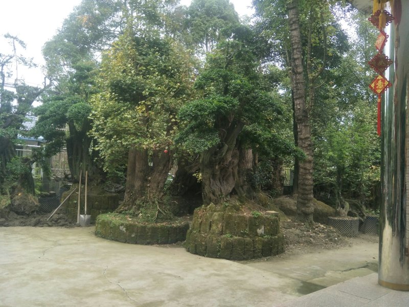 金弹子大型桩头