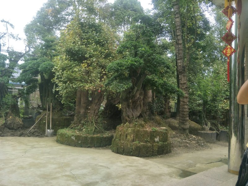 金弹子大型桩头
