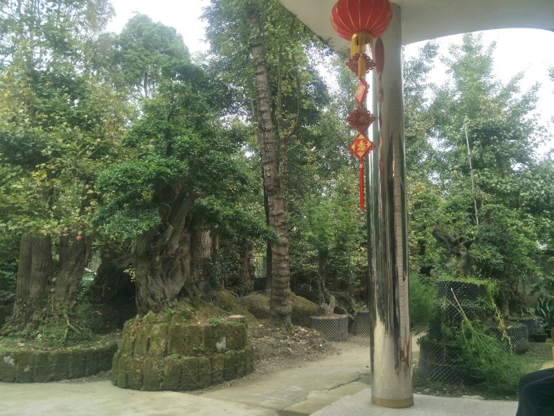 金弹子大型桩头