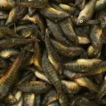 小黄鱼