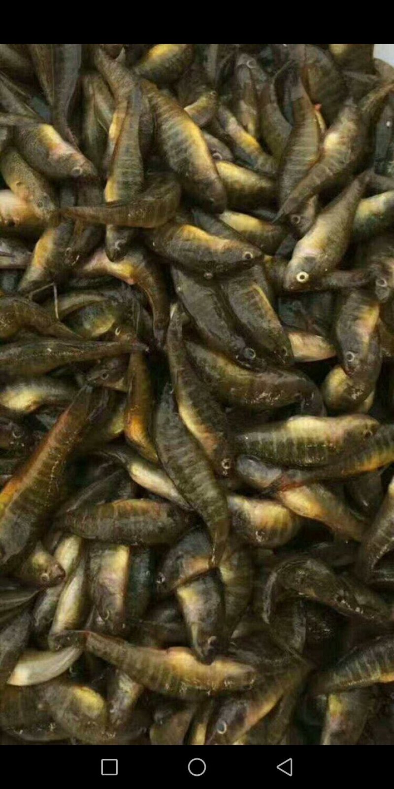 小黄鱼