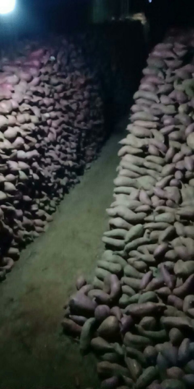 走商品19红薯有需要的可以过来了呀