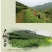 紫阳富硒茶