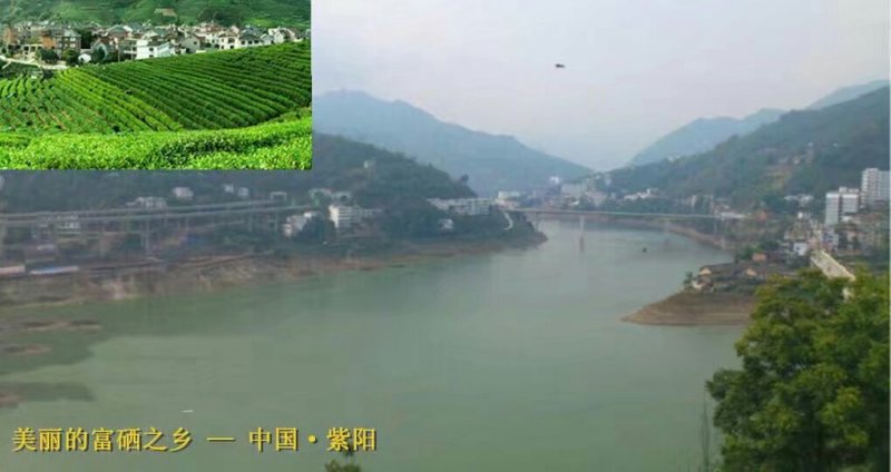 紫阳富硒茶