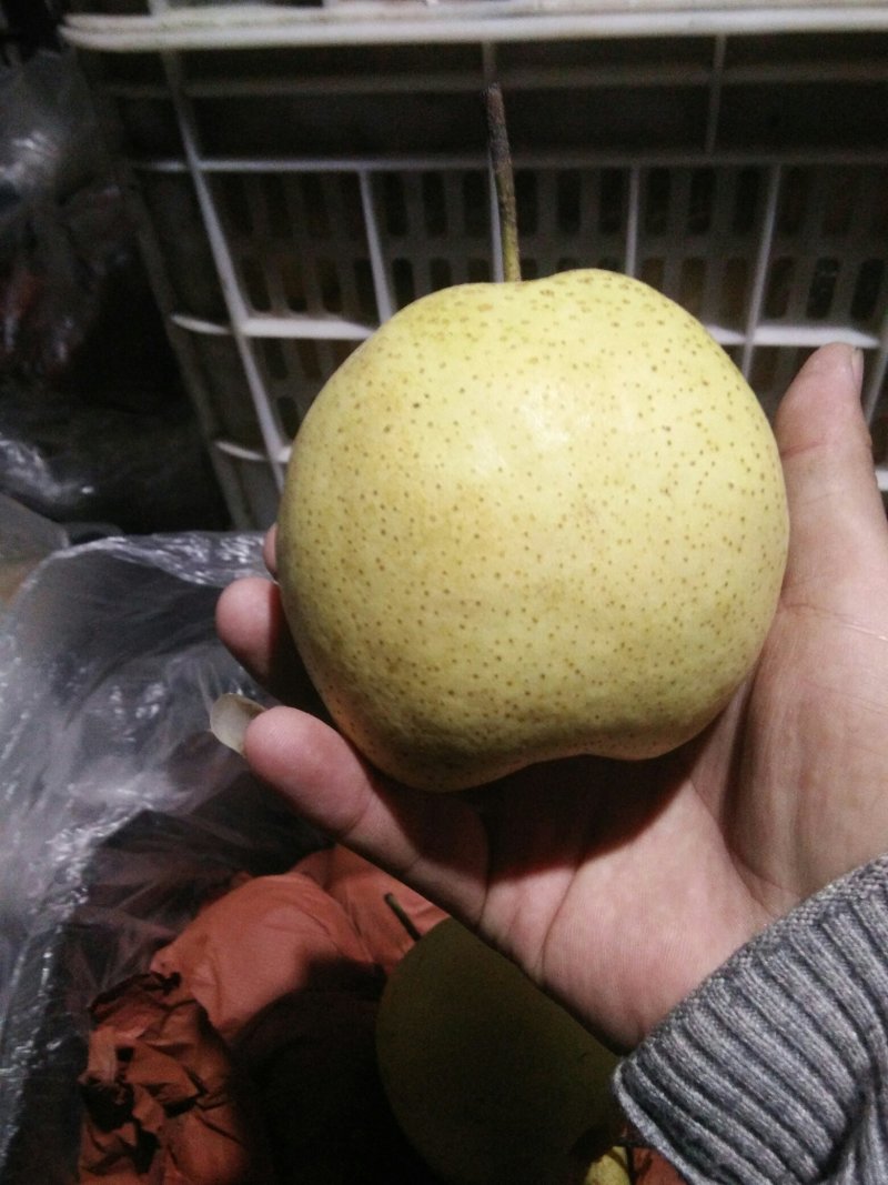 原纸袋雪花梨，质量好，价格低，真正的物美价廉！大量有货！