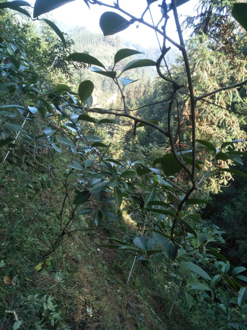 布福娜