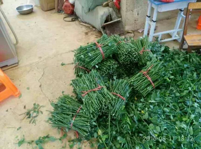 树仔菜枝精品树仔菜，广西野菜品质保证量大从优欢迎咨询