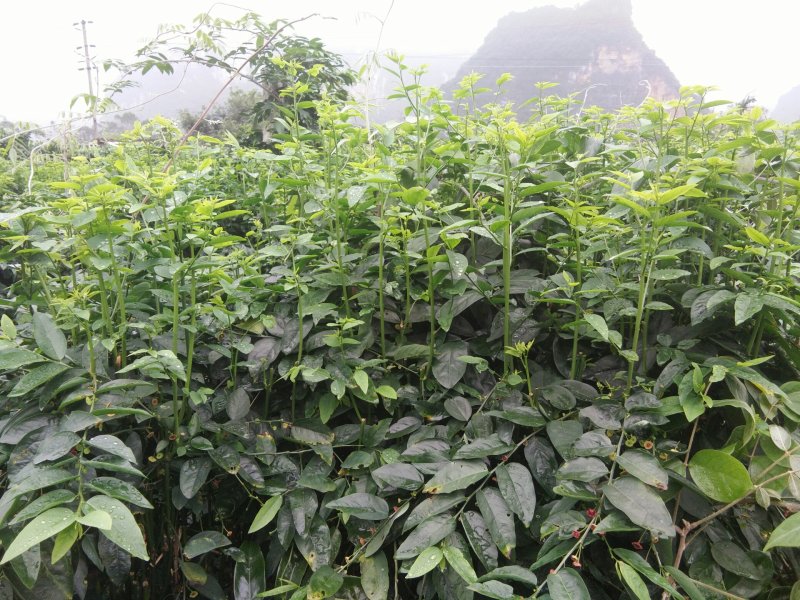 树仔菜枝精品树仔菜，广西野菜品质保证量大从优欢迎咨询