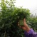 树仔菜枝精品树仔菜，广西野菜品质保证量大从优欢迎咨询