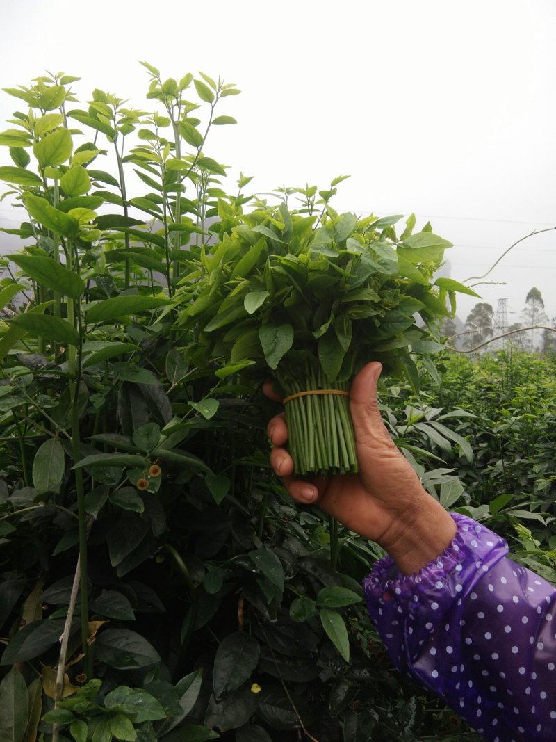 树仔菜枝精品树仔菜，广西野菜品质保证量大从优欢迎咨询