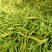 一件代发电商微黄花菜干货金针菜凉拌下饭火锅菜无硫直条庆阳