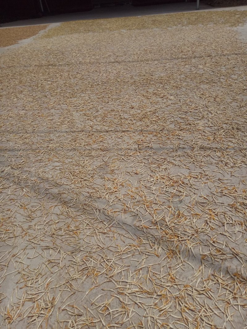 一件代发电商微黄花菜干货金针菜凉拌下饭火锅菜无硫直条庆阳