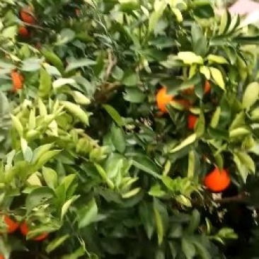 圆虹
