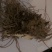 苍术大苗