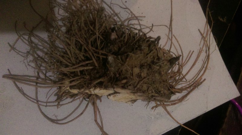 苍术大苗