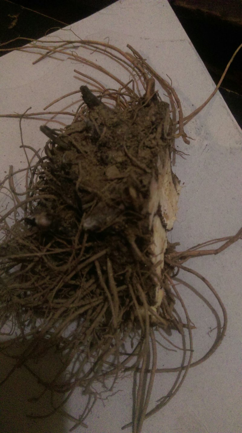 苍术大苗