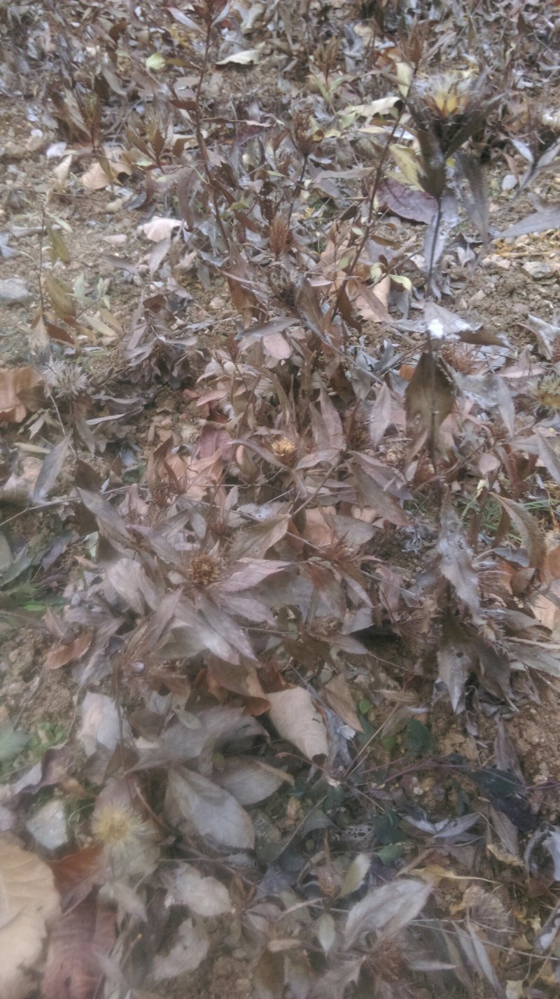 苍术大苗