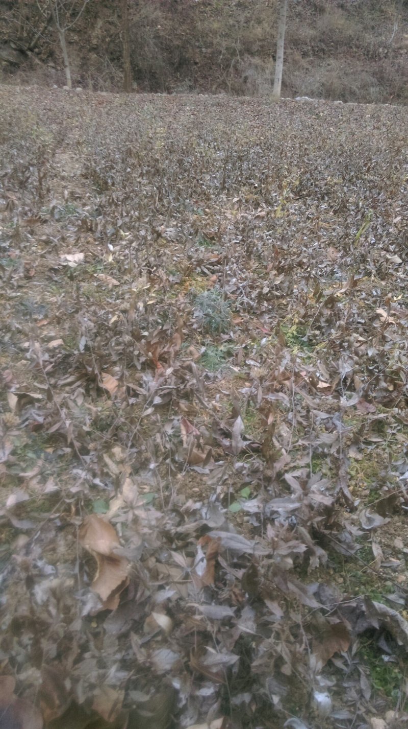 苍术大苗