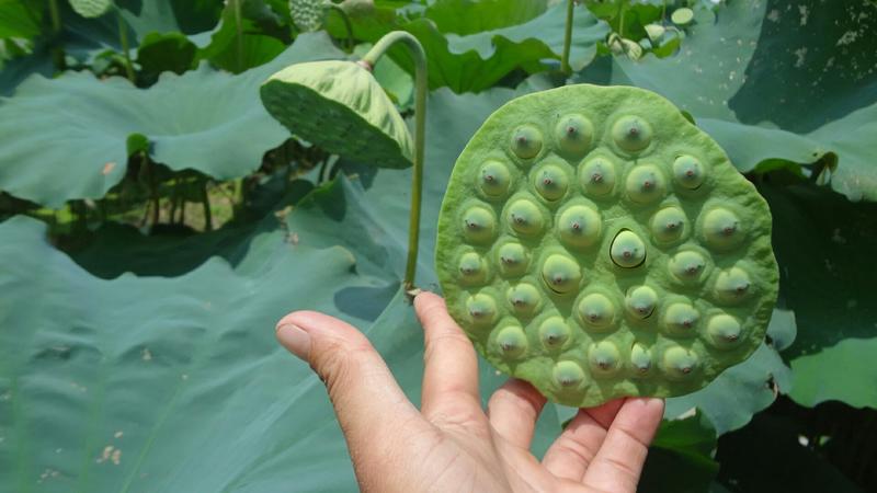 产地批发鲜食莲篷藕种莲子籽莲