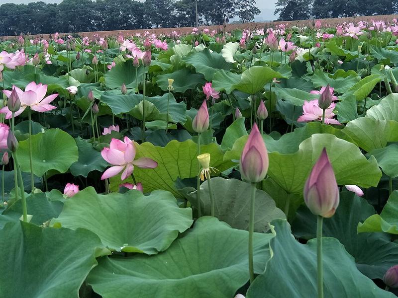 产地批发鲜食莲篷藕种莲子籽莲