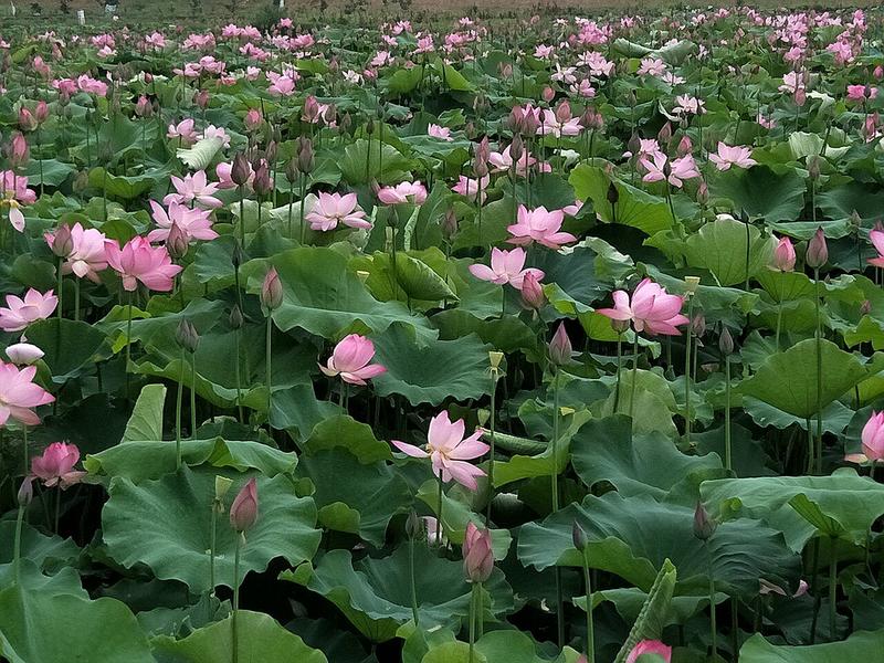 产地批发鲜食莲篷藕种莲子籽莲