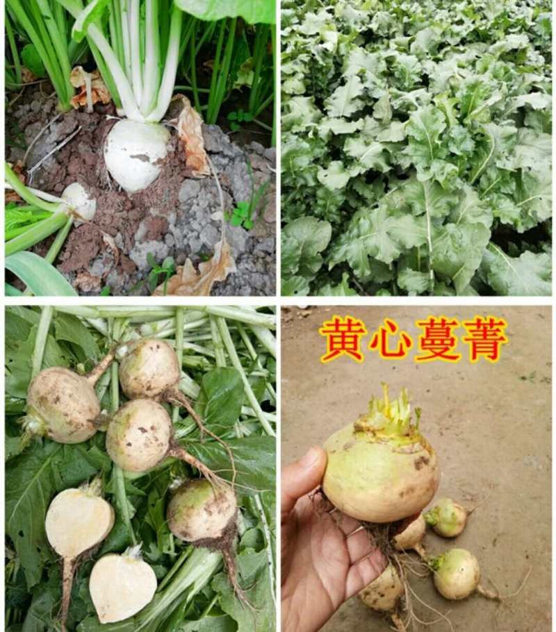 大量蔓菁出售，稀饭伴侣