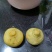 大量蔓菁出售，稀饭伴侣