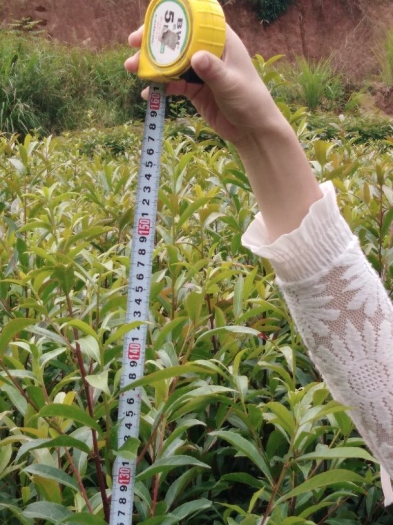 杜英米径3至5厘米，物美价廉！诚信可靠！