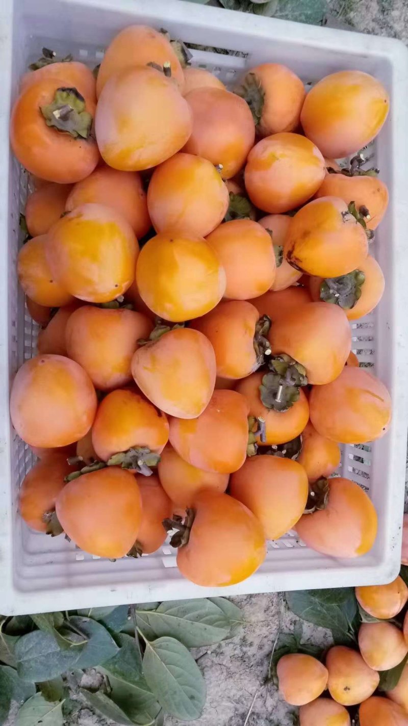 富平柿饼吊柿饼