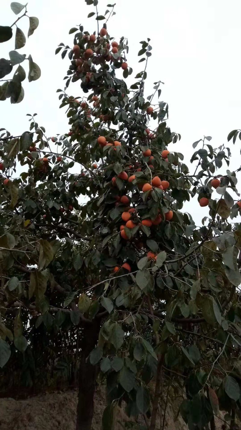 富平柿饼吊柿饼