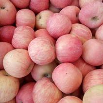 山东苹果基地，口感脆甜，精品红富士苹果货源充足，需要的联