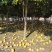 香橼树直径10-15cm