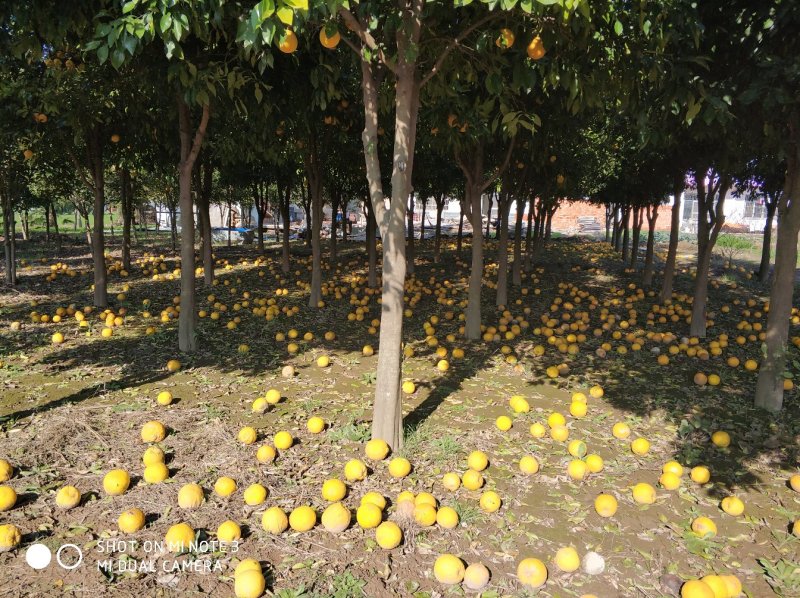 香橼树直径10-15cm
