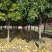 香橼树直径10-15cm
