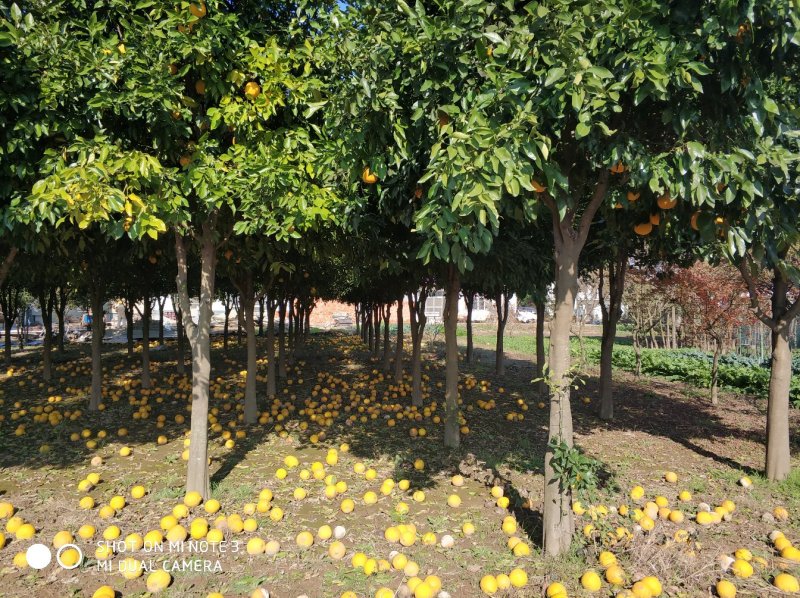 香橼树直径10-15cm