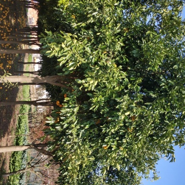 香橼树直径10-15cm
