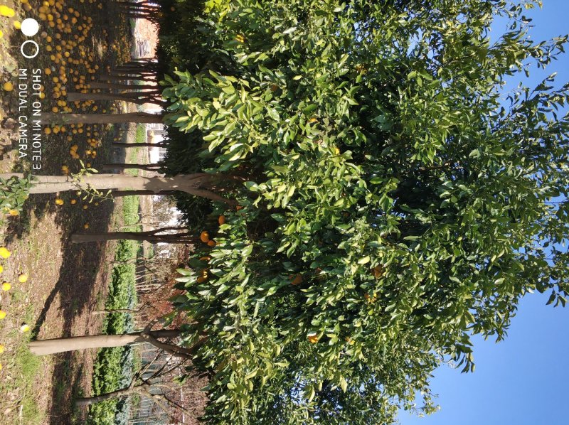 香橼树直径10-15cm