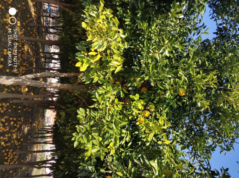 香橼树直径10-15cm
