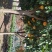 香橼树直径10-15cm